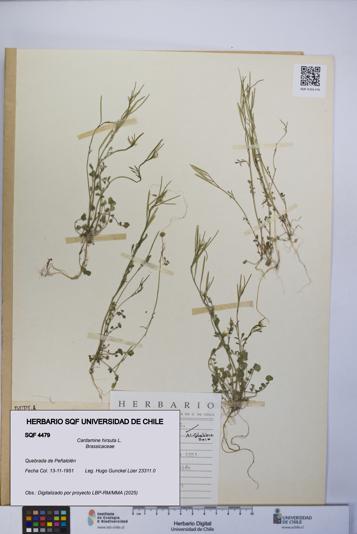 Cardamine hirsuta [Espécimen: UCH:SQF:0004479]