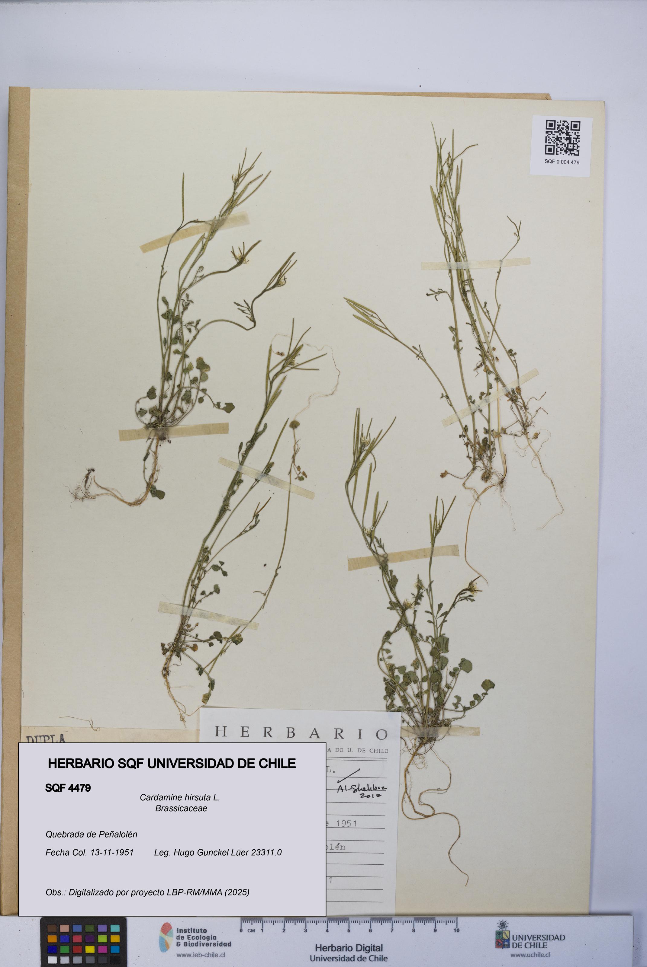 Cardamine hirsuta [Espécimen: UCH:SQF:0004479]