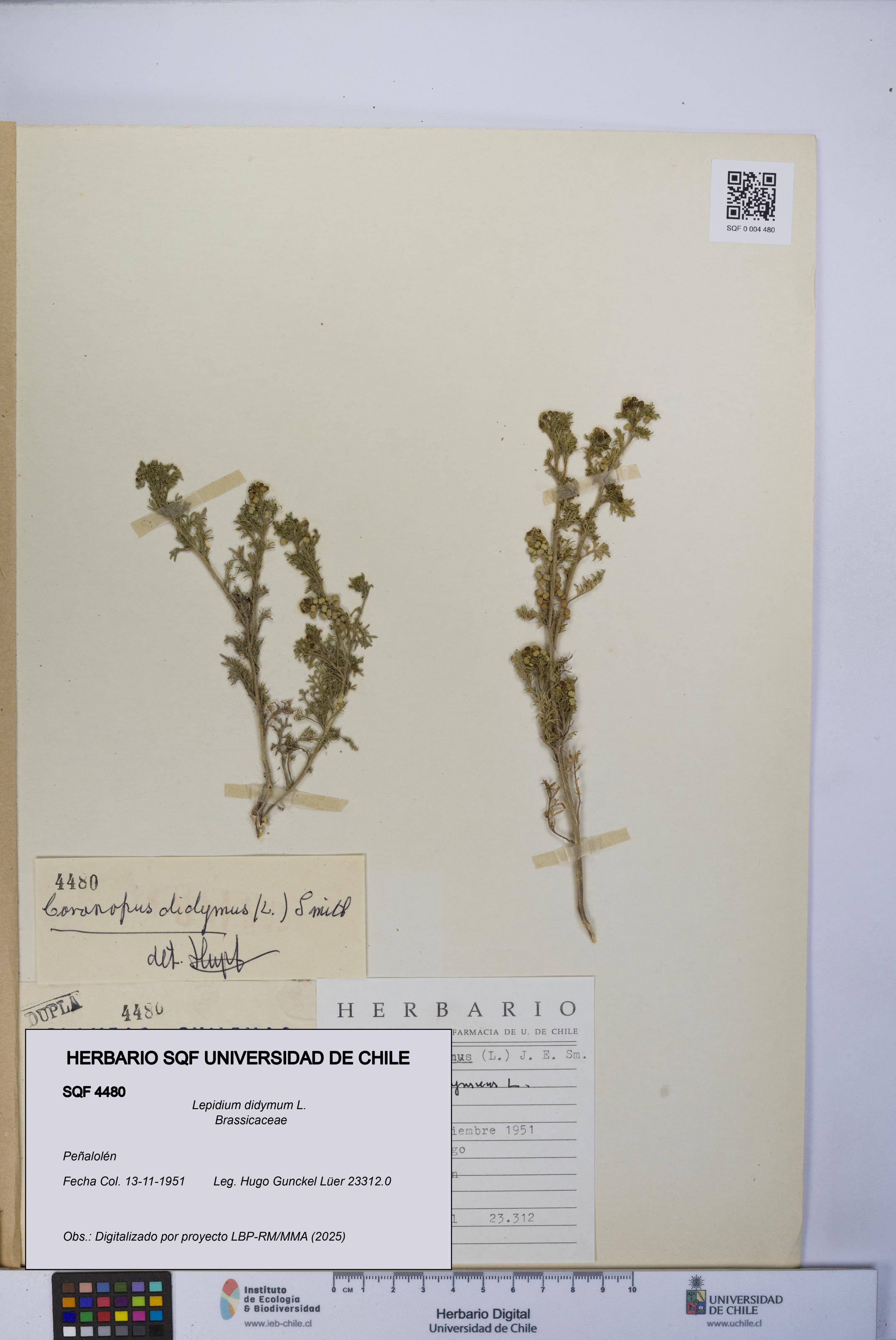 Lepidium didymum [Espécimen: UCH:SQF:0004480]