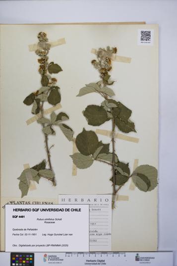 Rubus ulmifolius [Espécimen: UCH:SQF:0004481]