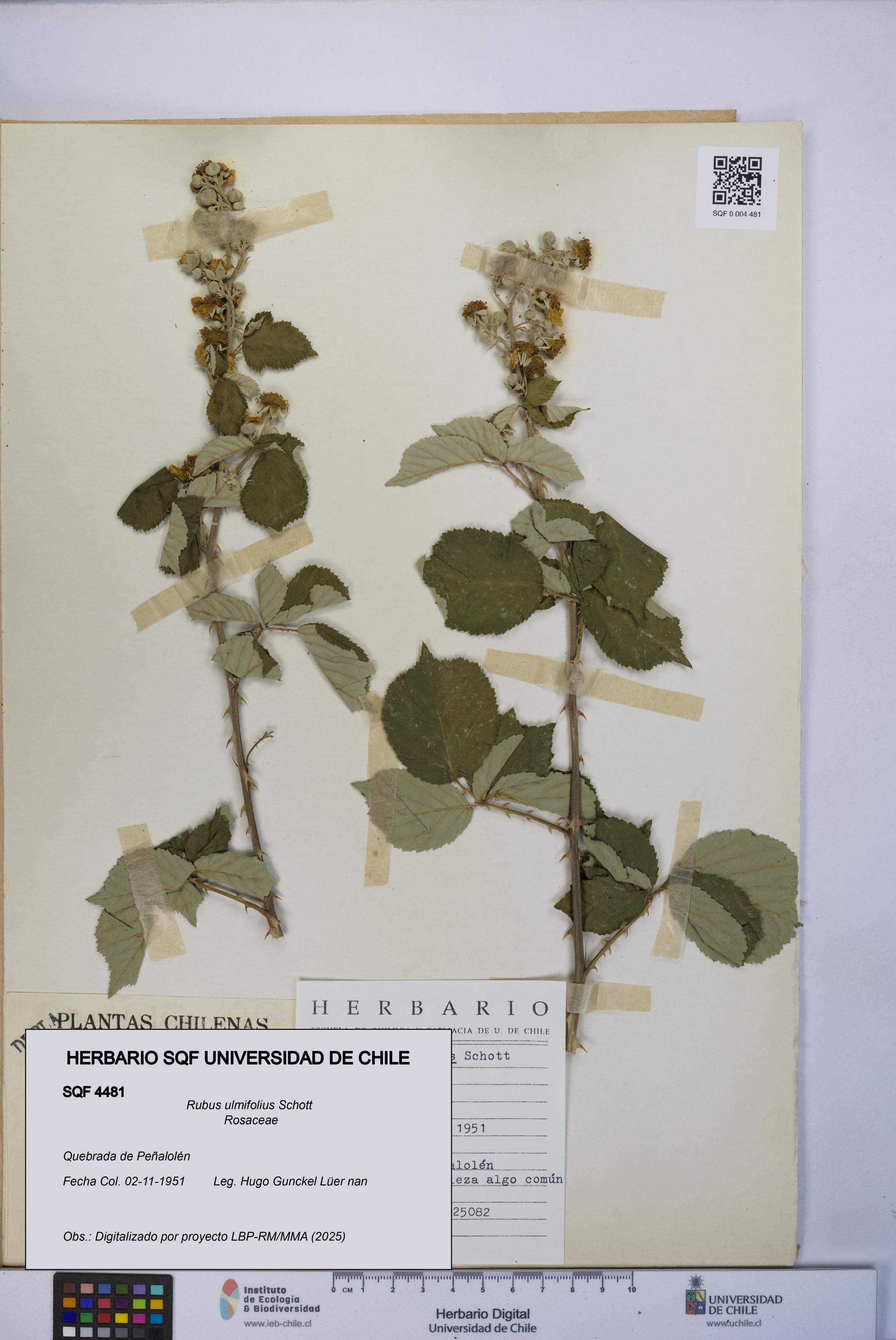 Rubus ulmifolius [Espécimen: UCH:SQF:0004481]