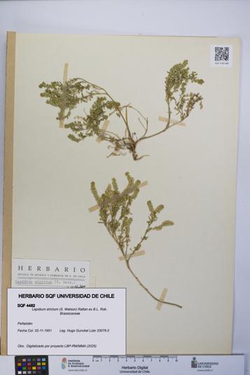 Lepidium strictum [Espécimen: UCH:SQF:0004482]