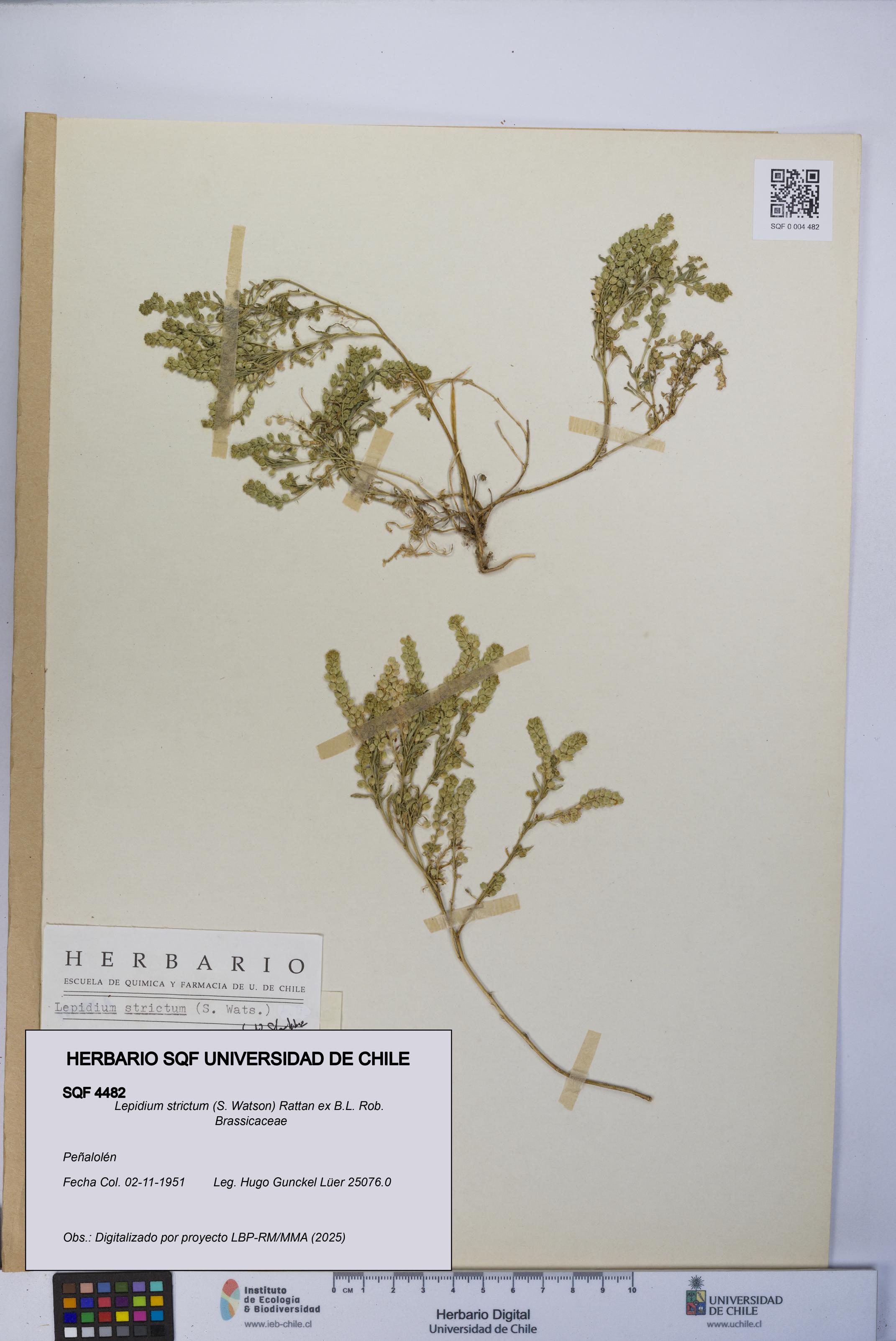 Lepidium strictum [Espécimen: UCH:SQF:0004482]