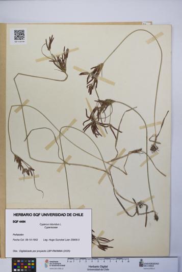 Cyperus rotundus [Espécimen: UCH:SQF:0004484]
