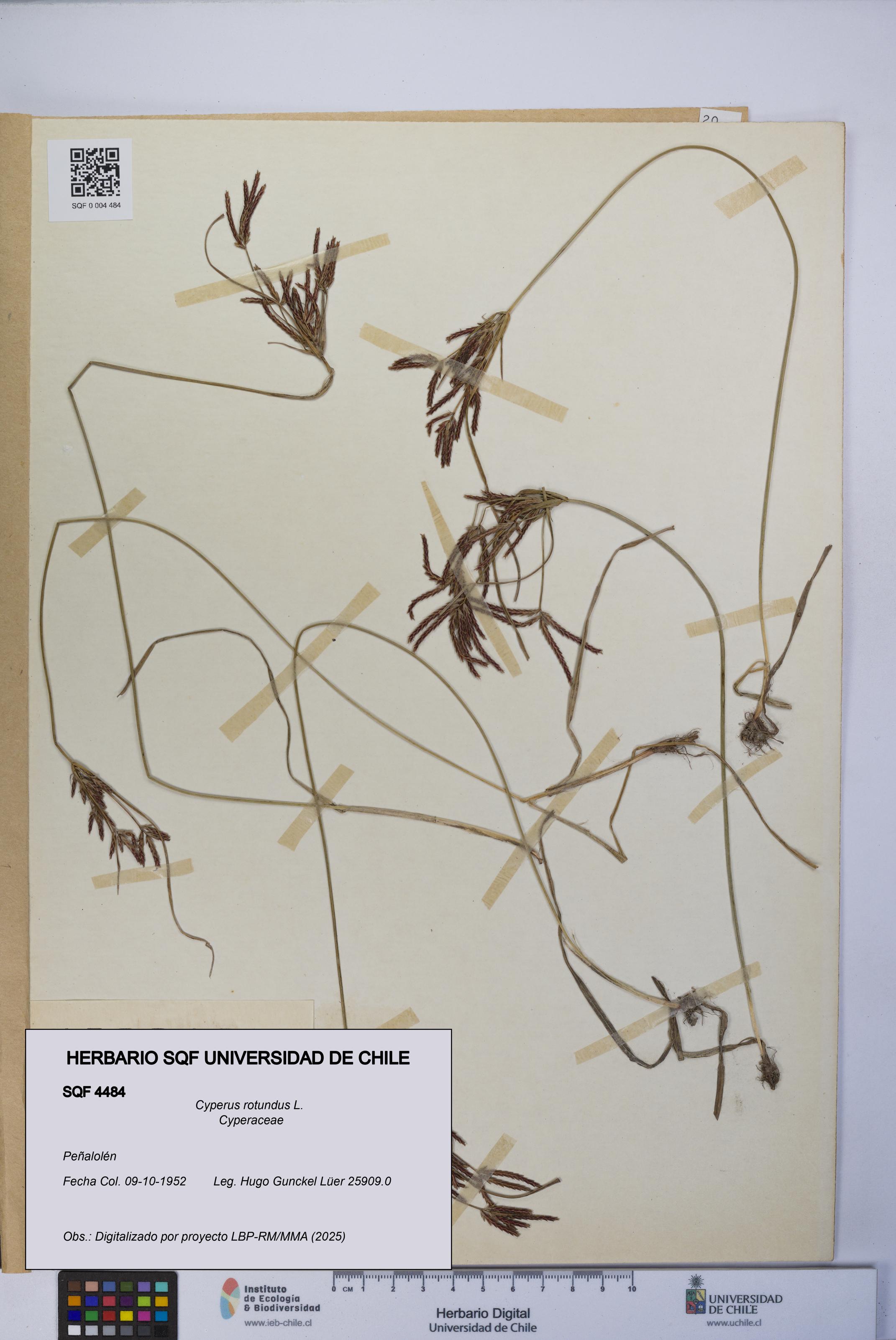 Cyperus rotundus [Espécimen: UCH:SQF:0004484]