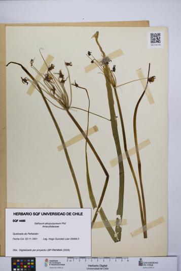 Gethyum atropurpureum [Espécimen: UCH:SQF:0004485]