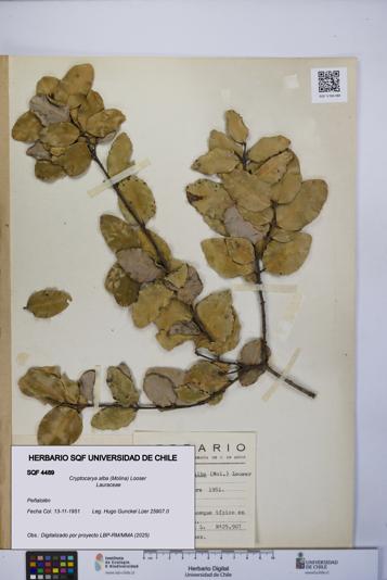 Cryptocarya alba [Espécimen: UCH:SQF:0004489]