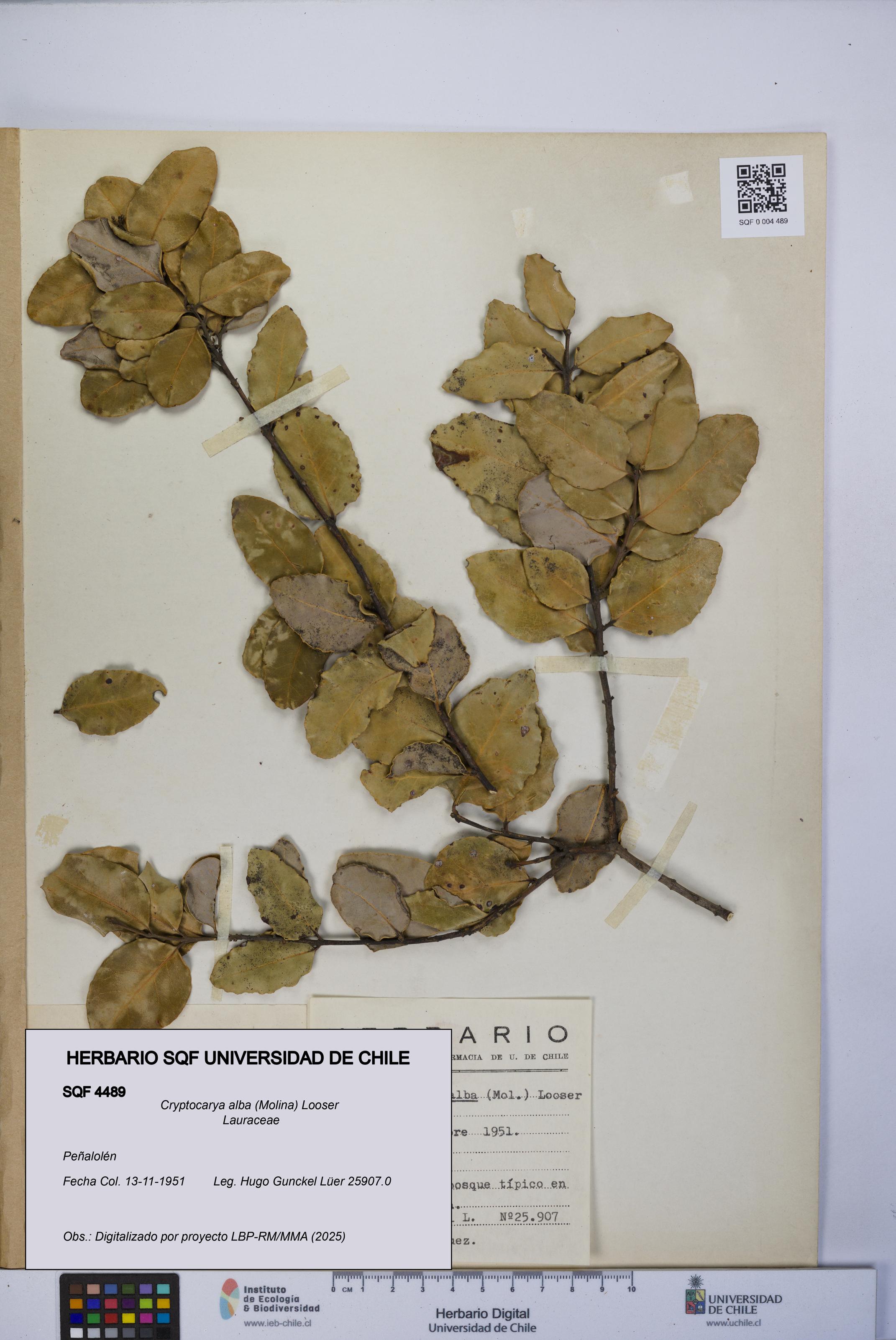 Cryptocarya alba [Espécimen: UCH:SQF:0004489]