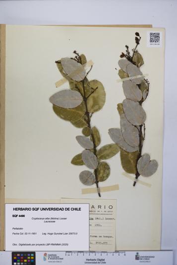 Cryptocarya alba [Espécimen: UCH:SQF:0004490]