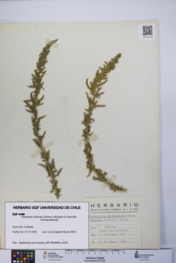 Dysphania chilensis [Espécimen: UCH:SQF:0004498]