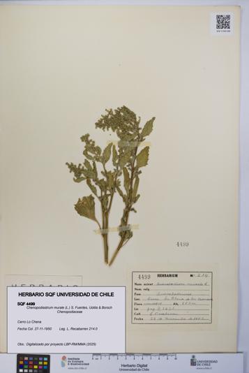 Chenopodiastrum murale [Espécimen: UCH:SQF:0004499]