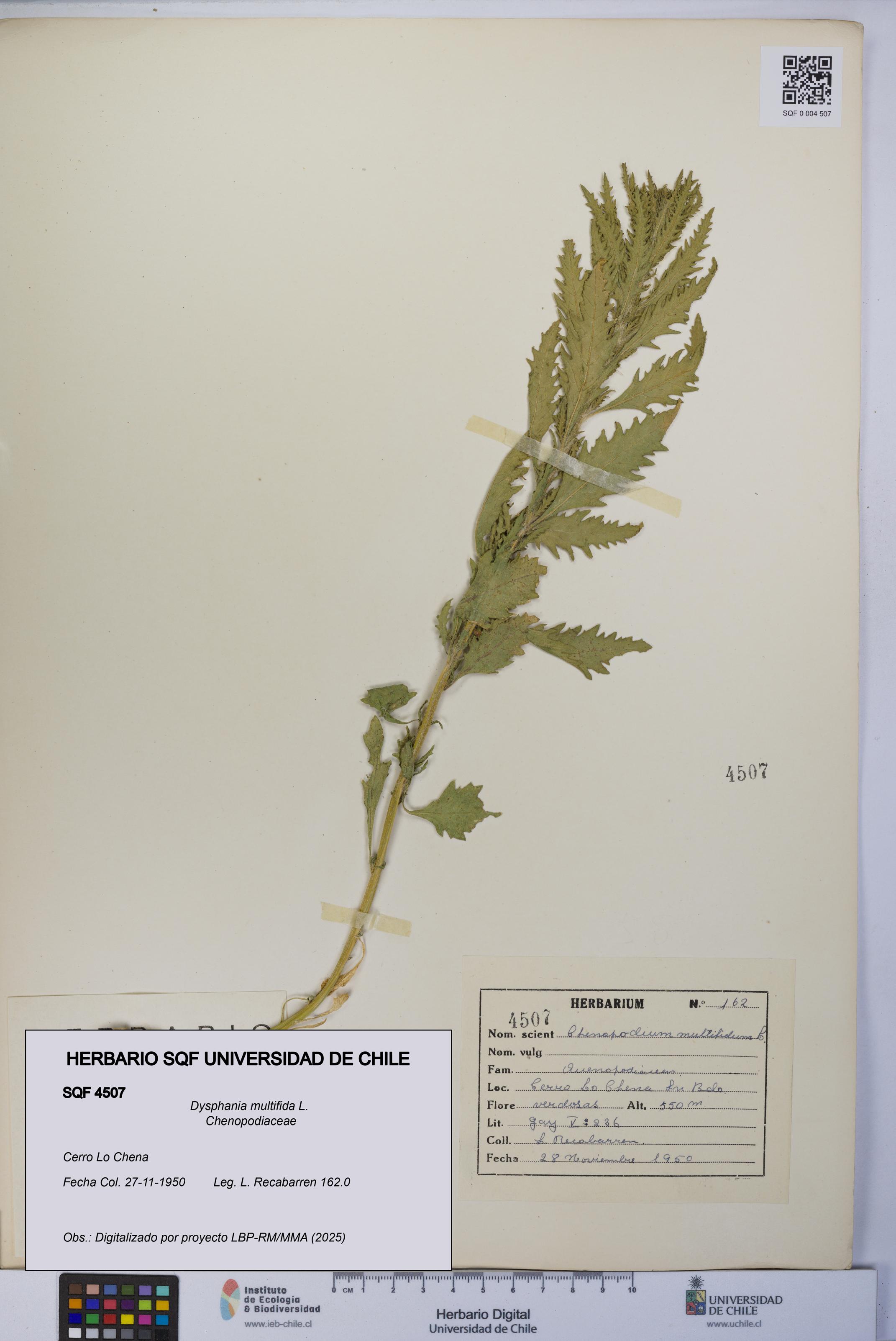 Dysphania multifida [Espécimen: UCH:SQF:0004507]