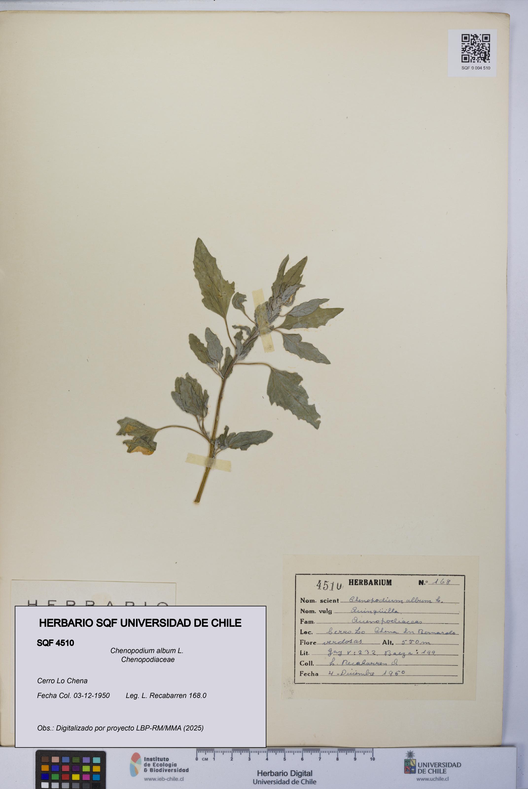 Chenopodium album [Espécimen: UCH:SQF:0004510]