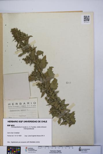 Chenopodiastrum murale [Espécimen: UCH:SQF:0004512]