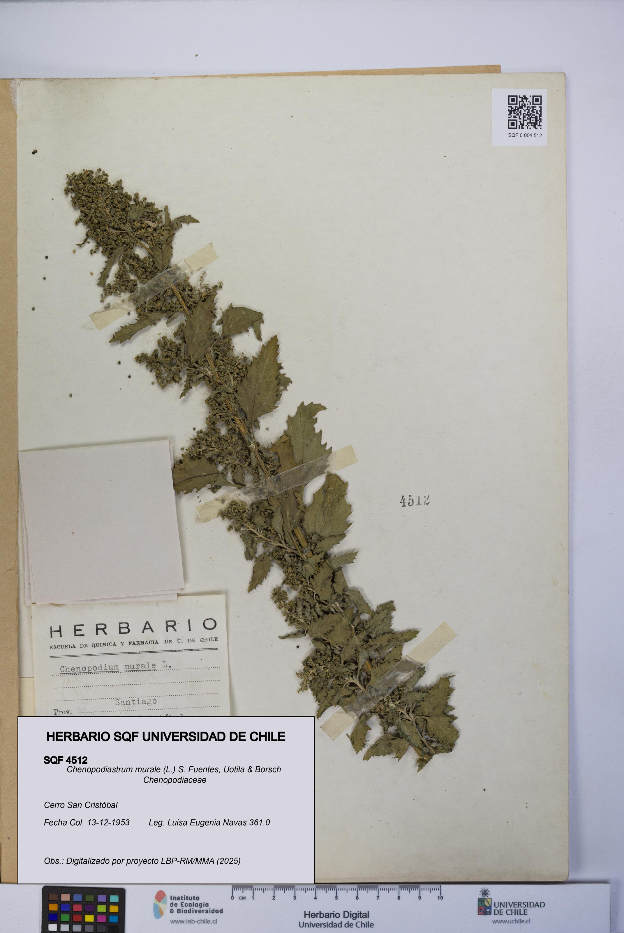 Chenopodiastrum murale [Espécimen: UCH:SQF:0004512]