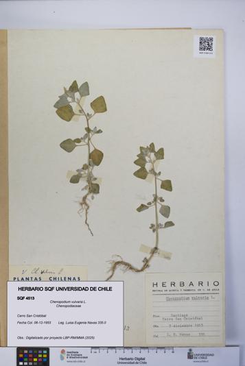 Chenopodium vulvaria [Espécimen: UCH:SQF:0004513]