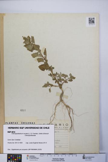 Chenopodiastrum murale [Espécimen: UCH:SQF:0004514]