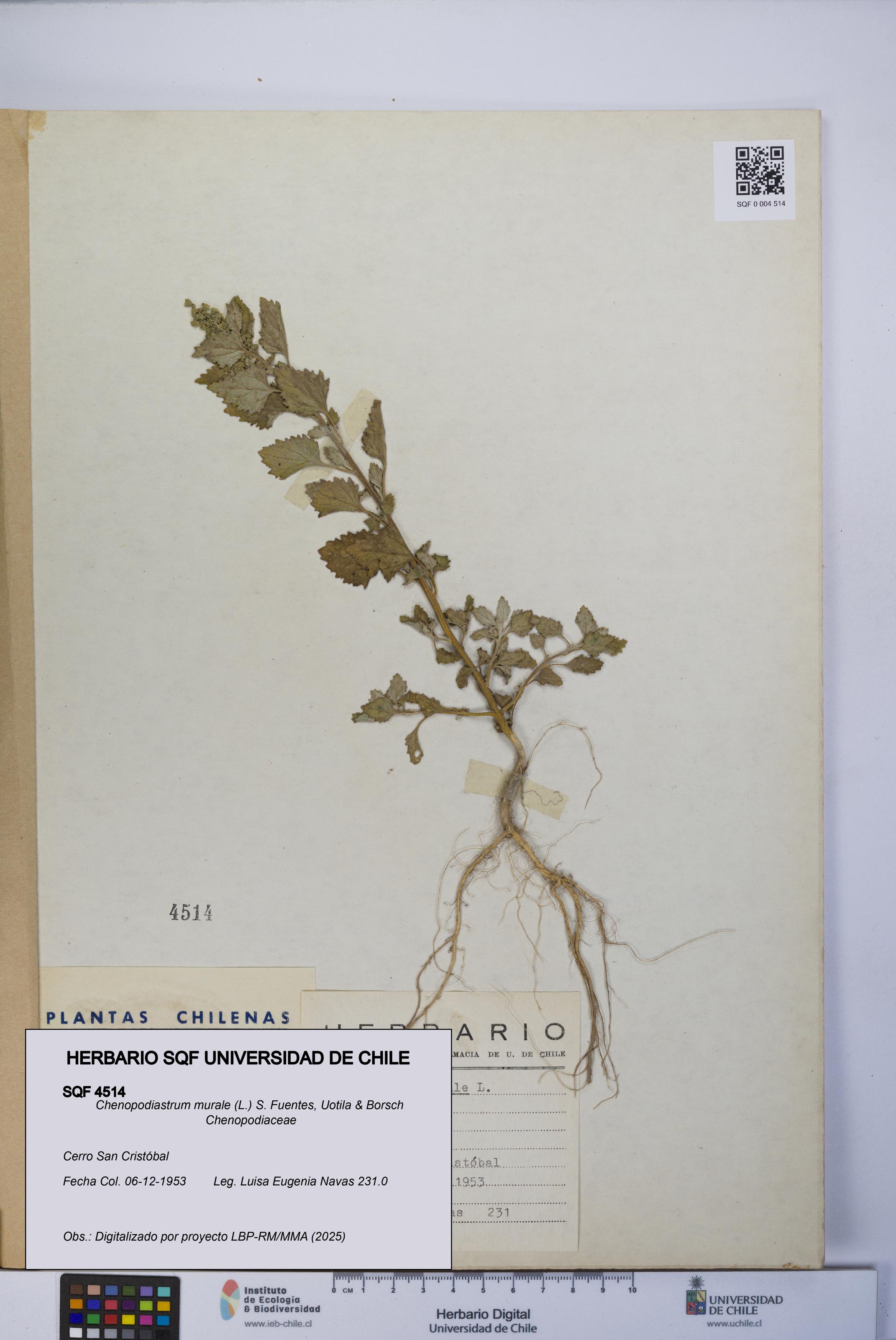 Chenopodiastrum murale [Espécimen: UCH:SQF:0004514]