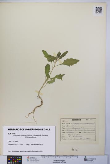 Dysphania chilensis [Espécimen: UCH:SQF:0004515]