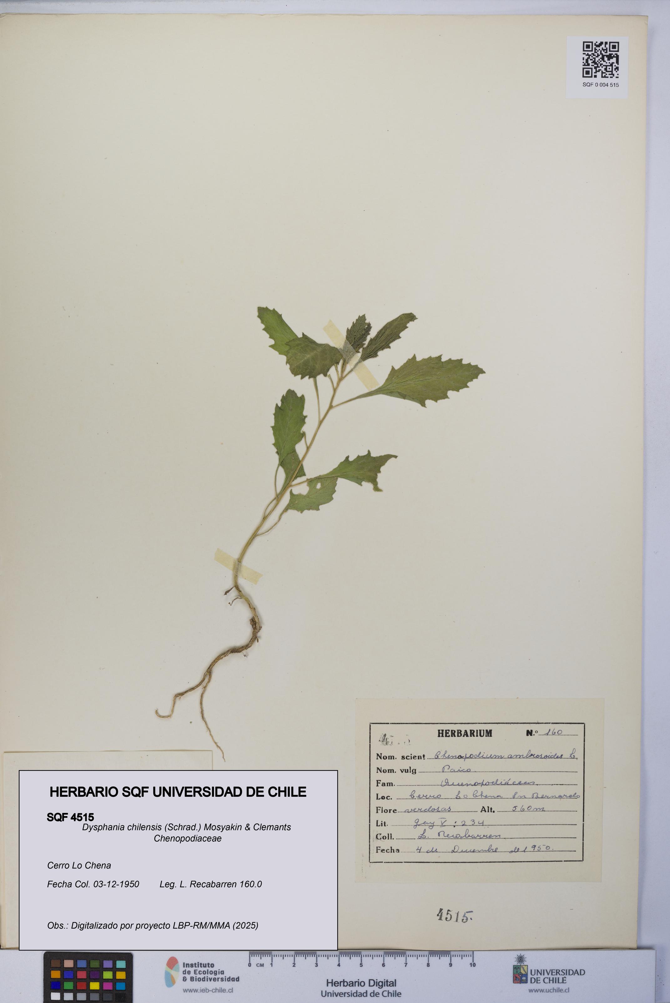Dysphania chilensis [Espécimen: UCH:SQF:0004515]