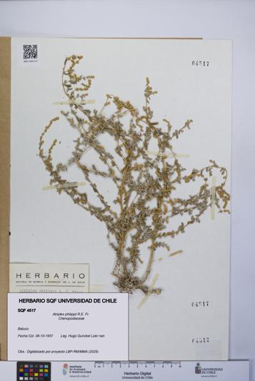 Atriplex philippii [Espécimen: UCH:SQF:0004517]