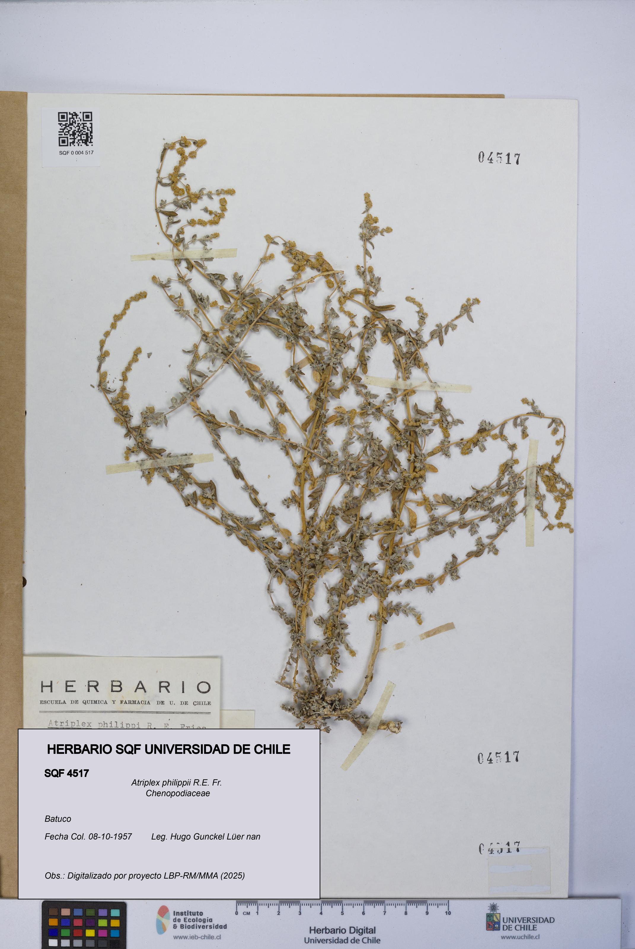 Atriplex philippii [Espécimen: UCH:SQF:0004517]