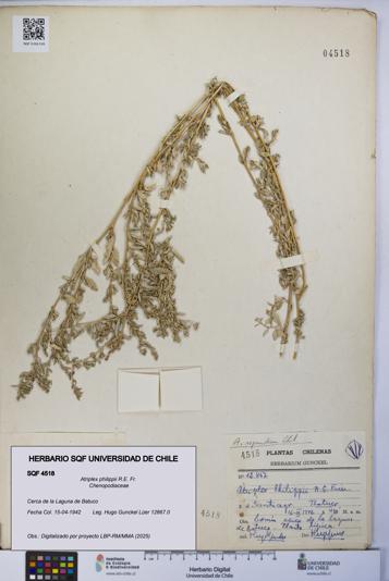 Atriplex philippii [Espécimen: UCH:SQF:0004518]