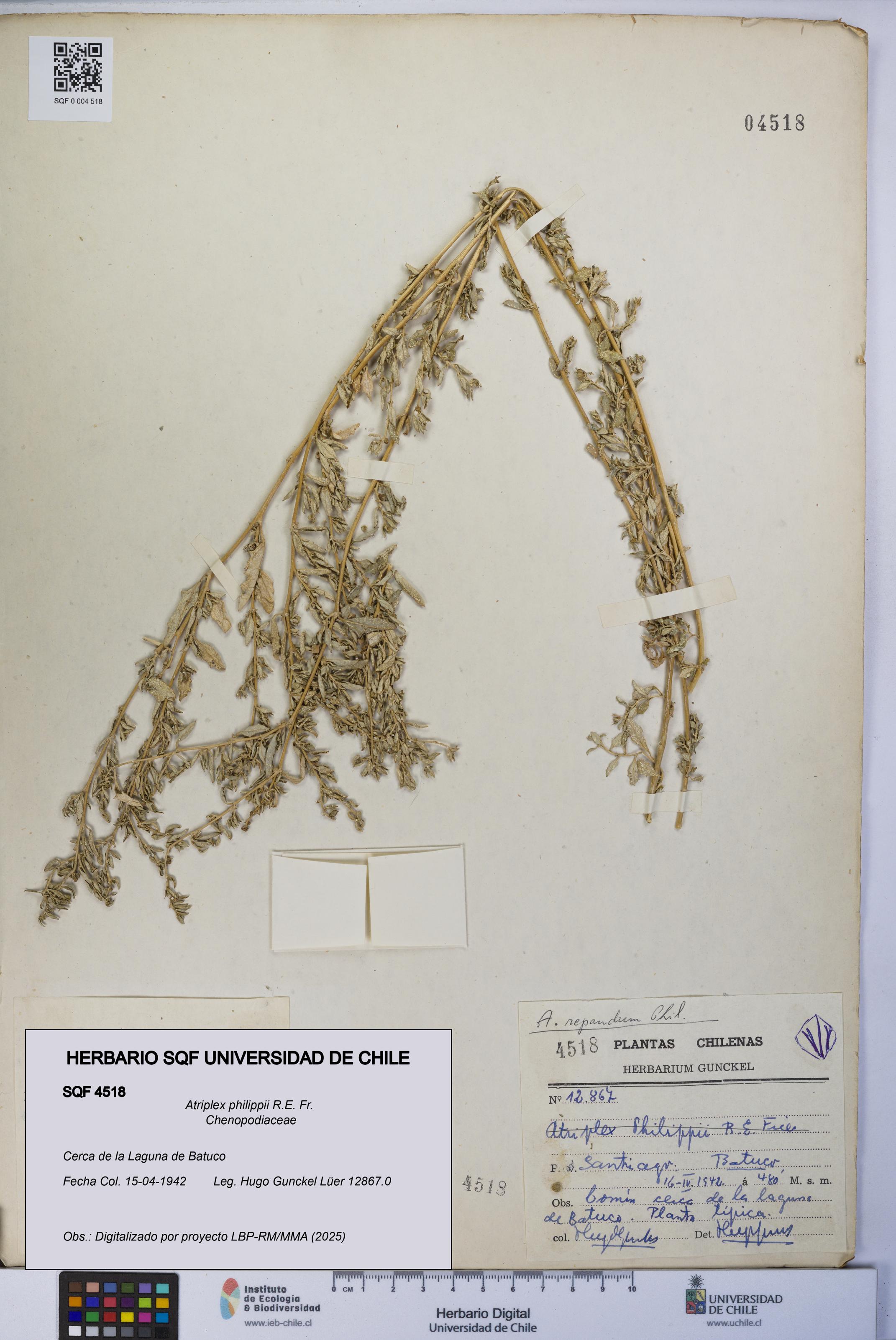 Atriplex philippii [Espécimen: UCH:SQF:0004518]