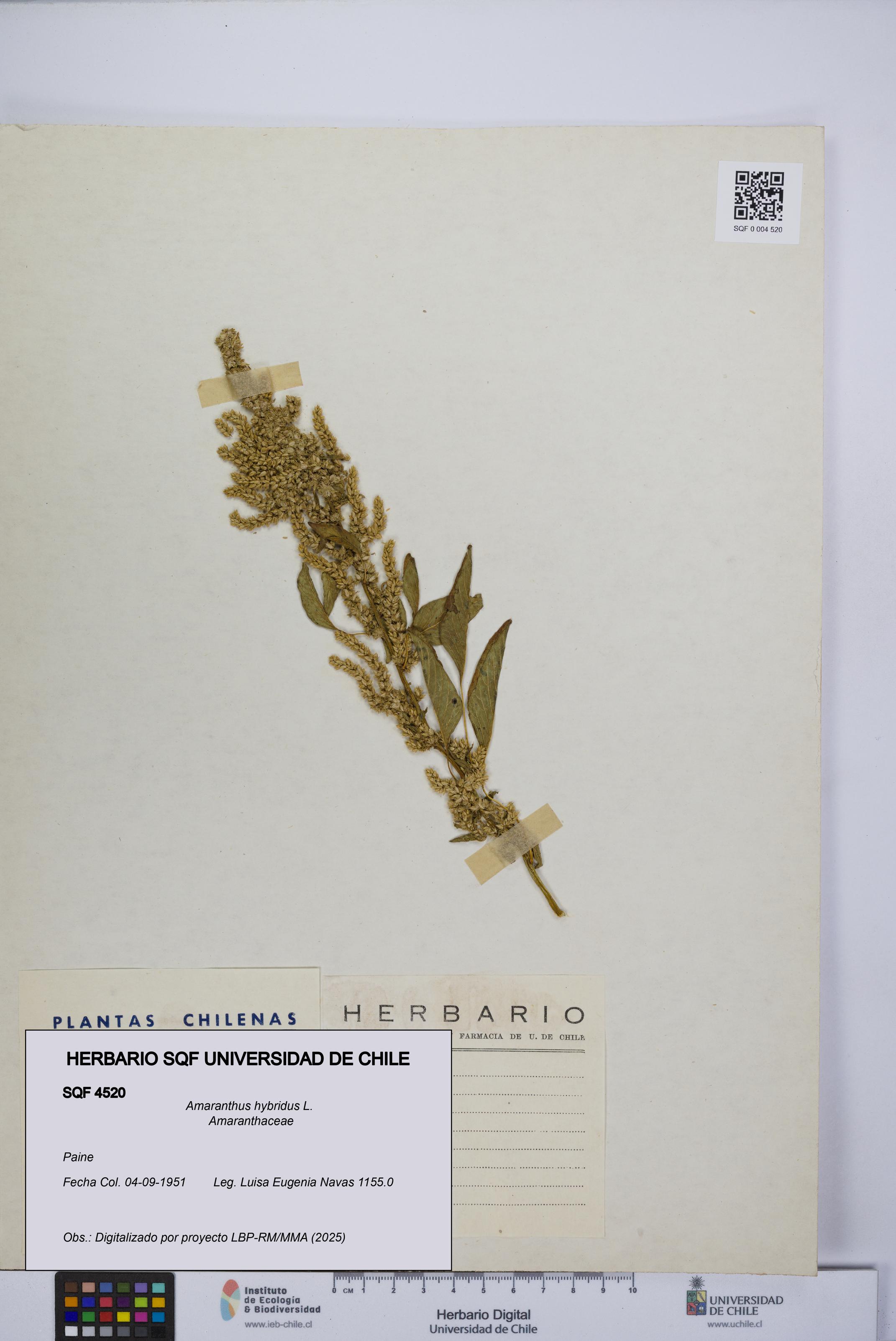 Amaranthus hybridus [Espécimen: UCH:SQF:0004520]