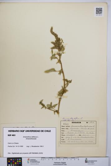 Amaranthus deflexus [Espécimen: UCH:SQF:0004521]