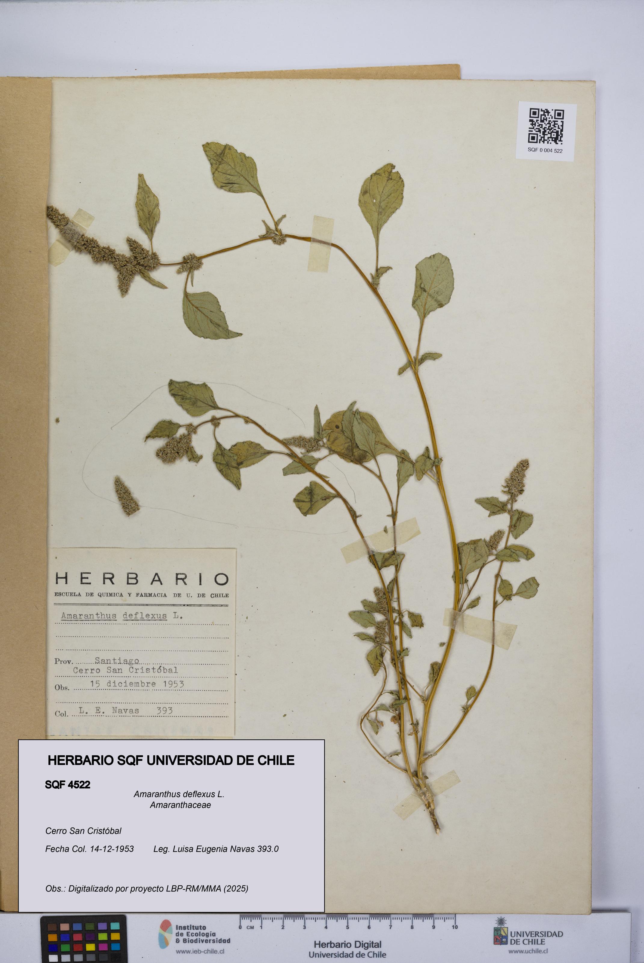 Amaranthus deflexus [Espécimen: UCH:SQF:0004522]