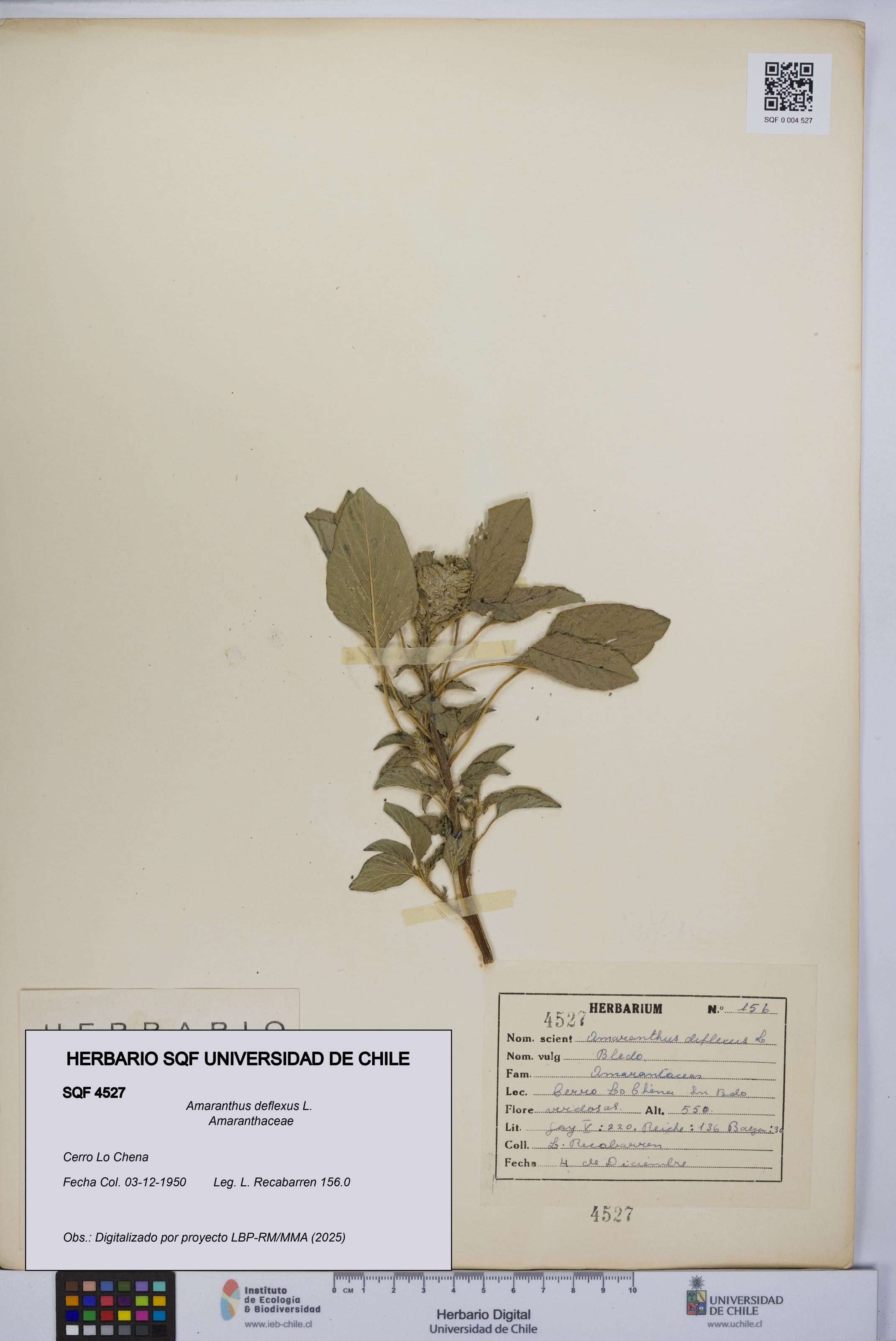 Amaranthus deflexus [Espécimen: UCH:SQF:0004527]
