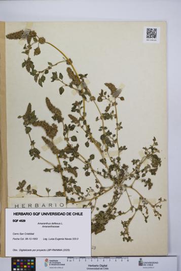 Amaranthus deflexus [Espécimen: UCH:SQF:0004529]