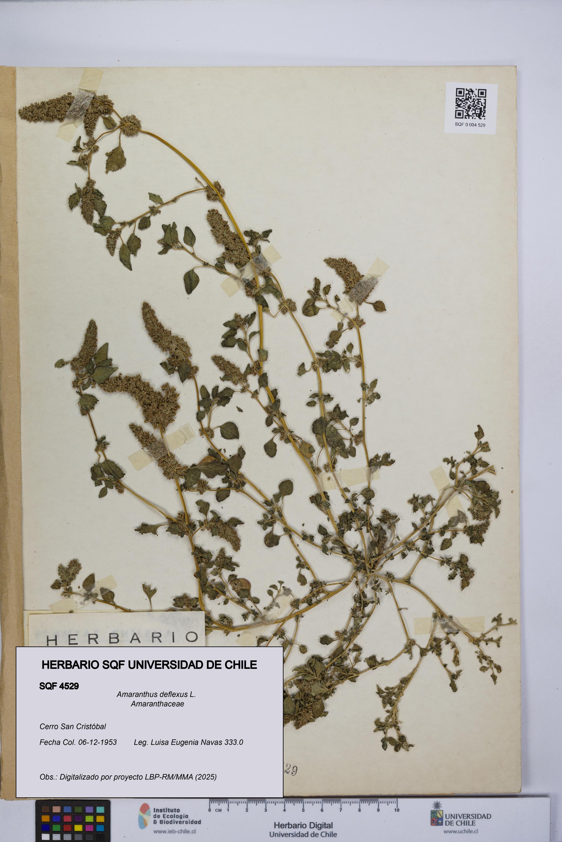Amaranthus deflexus [Espécimen: UCH:SQF:0004529]