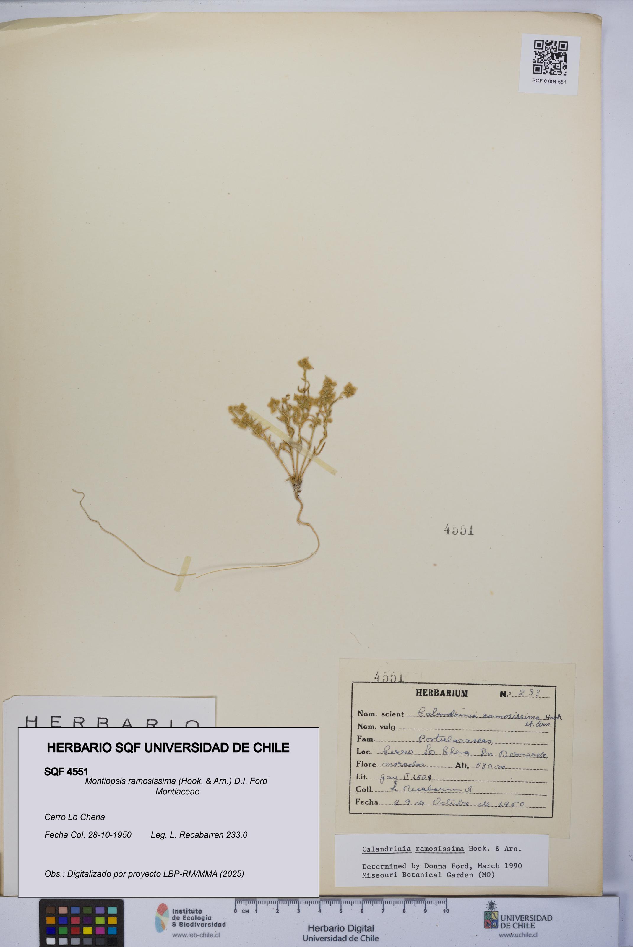 Montiopsis ramosissima [Espécimen: UCH:SQF:0004551]