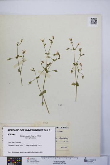 Stellaria arvalis [Espécimen: UCH:SQF:0004561]