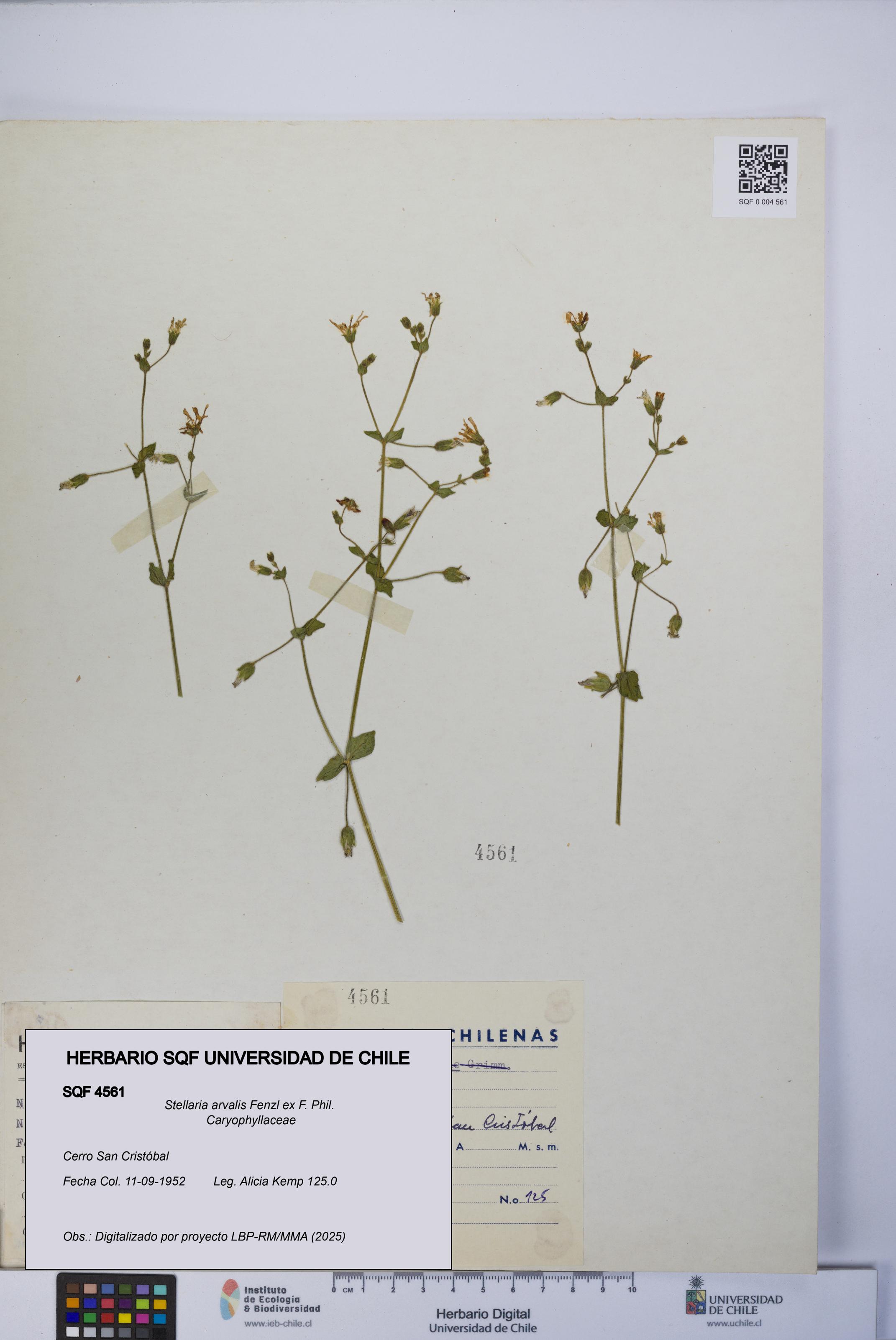Stellaria arvalis [Espécimen: UCH:SQF:0004561]