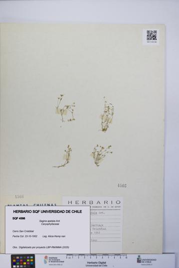 Sagina apetala [Espécimen: UCH:SQF:0004566]