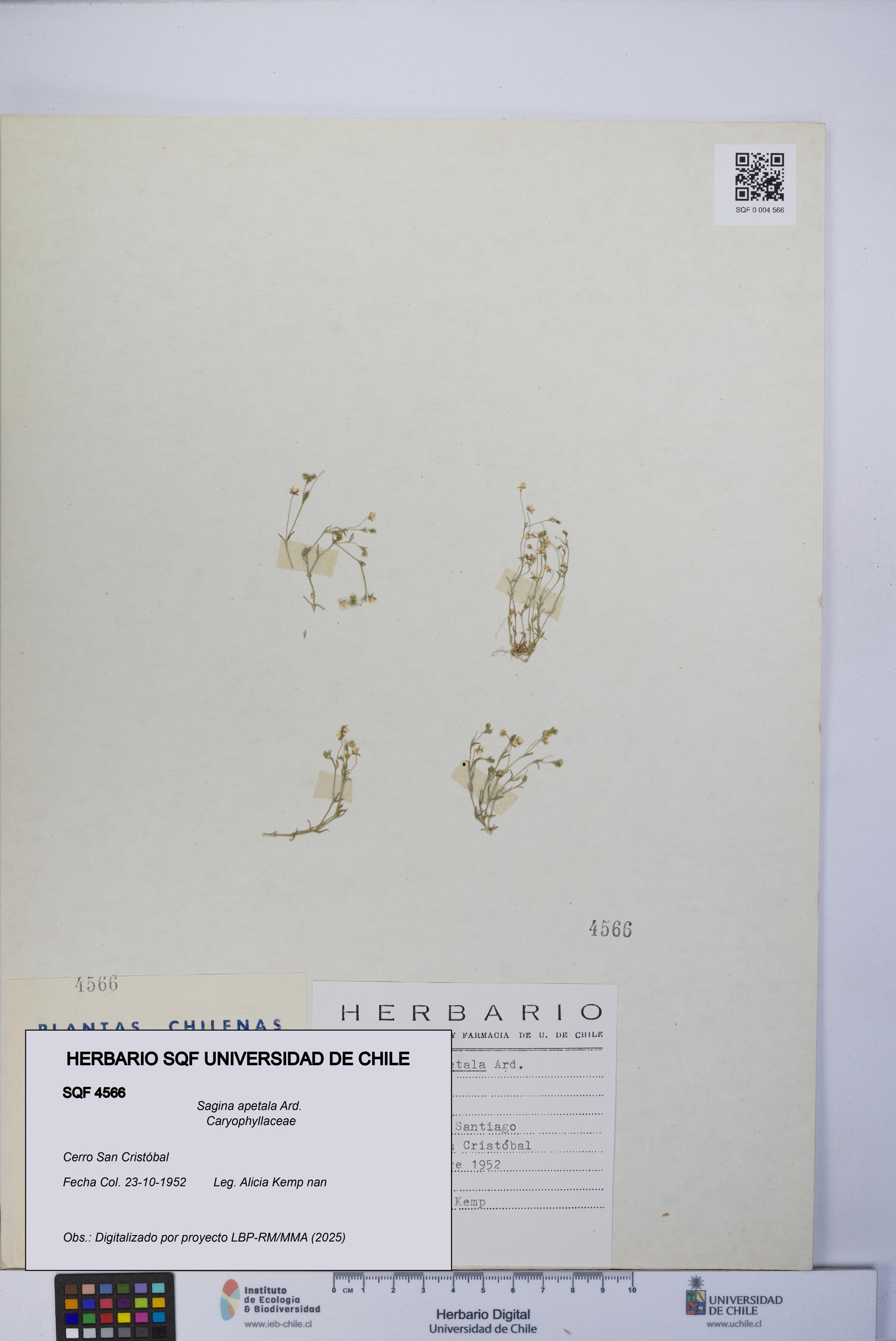 Sagina apetala [Espécimen: UCH:SQF:0004566]