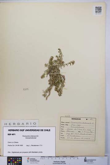 Paronychia chilensis [Espécimen: UCH:SQF:0004571]