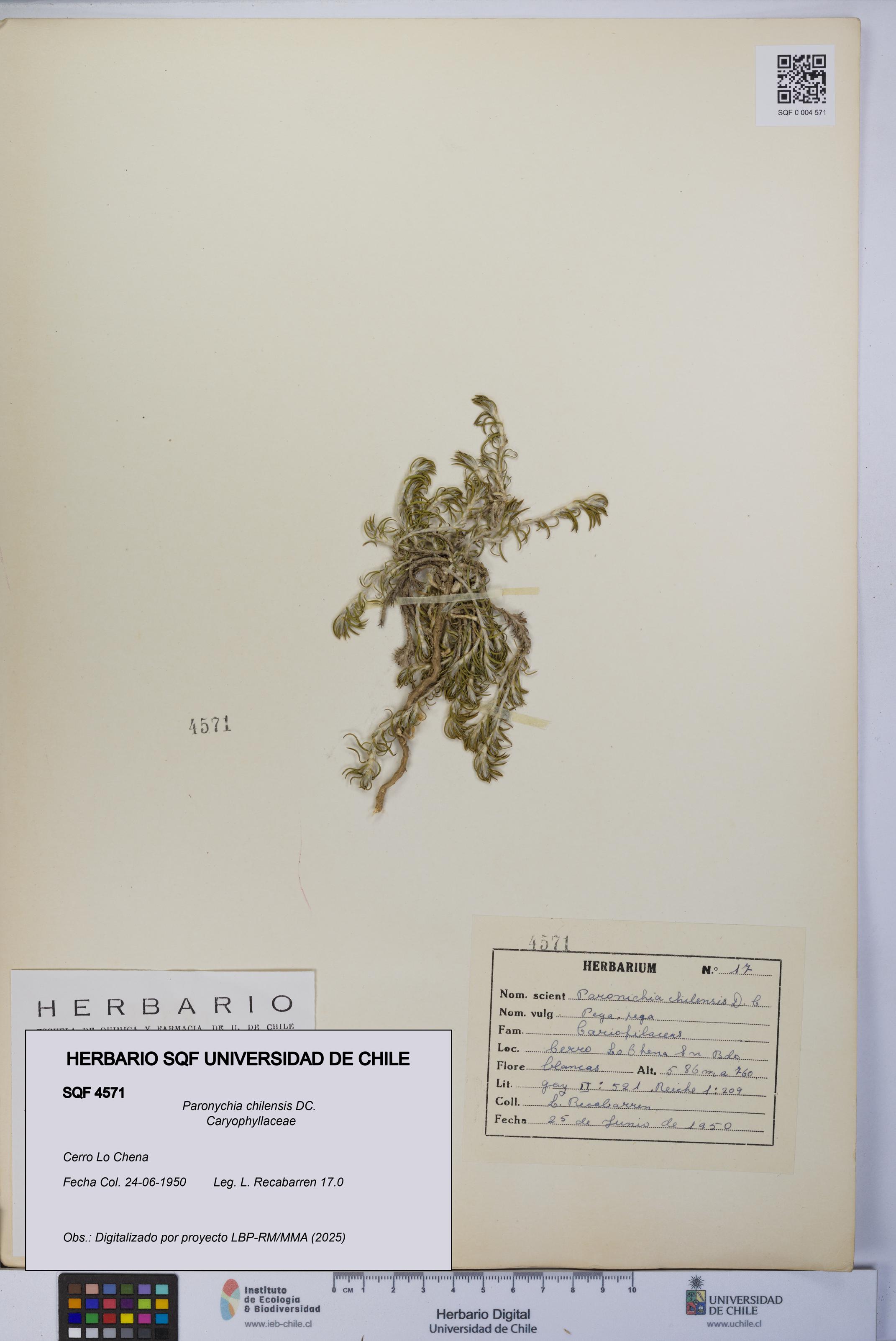 Paronychia chilensis [Espécimen: UCH:SQF:0004571]