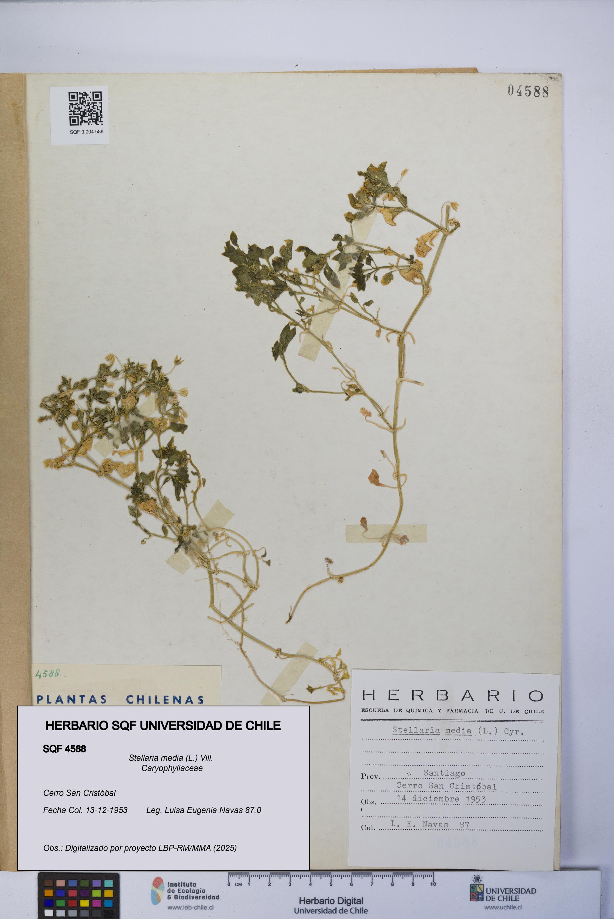 Stellaria media [Espécimen: UCH:SQF:0004588]