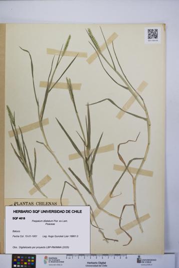 Paspalum dilatatum [Espécimen: UCH:SQF:0004618]