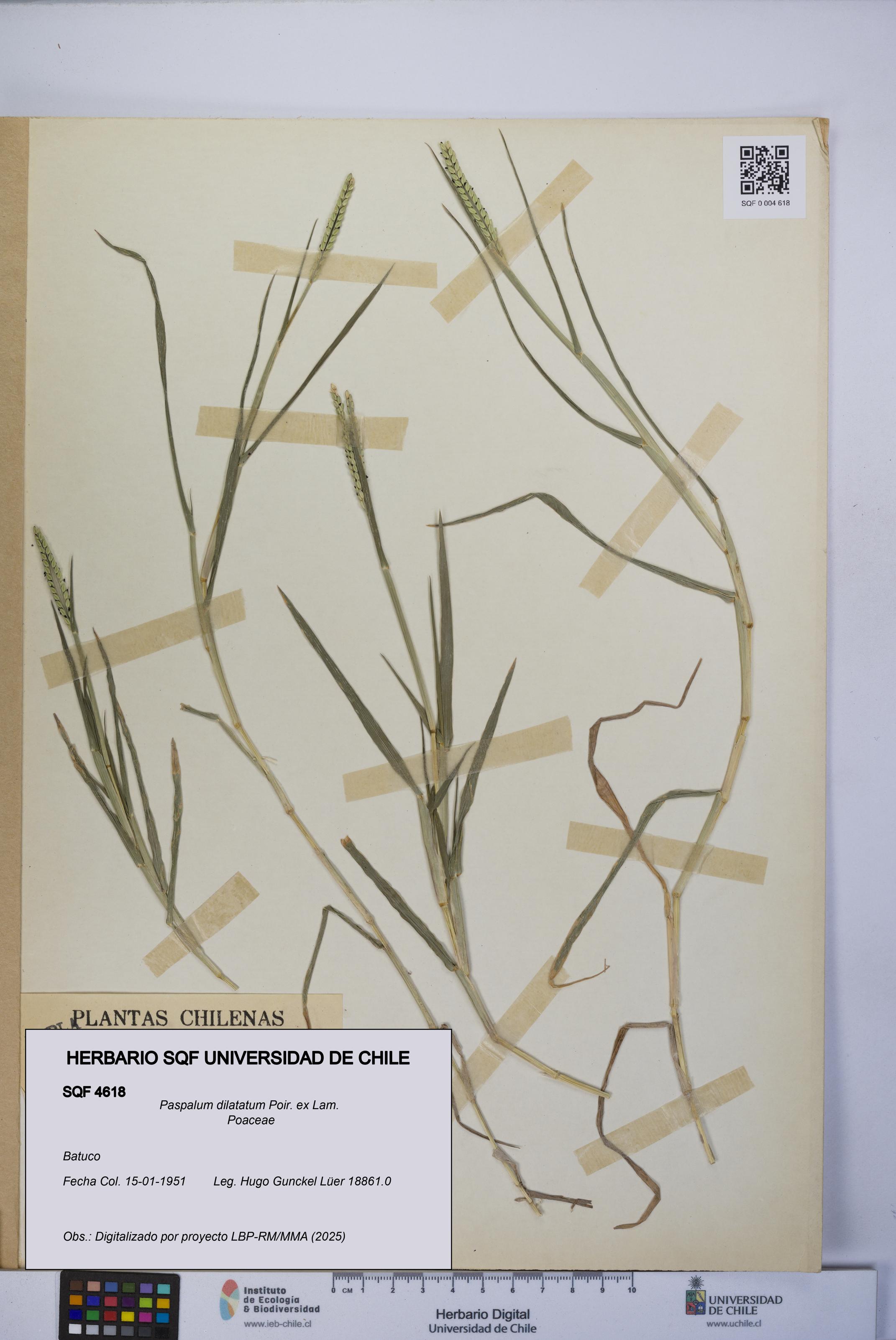 Paspalum dilatatum [Espécimen: UCH:SQF:0004618]