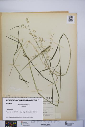 Melica longiflora [Espécimen: UCH:SQF:0004622]