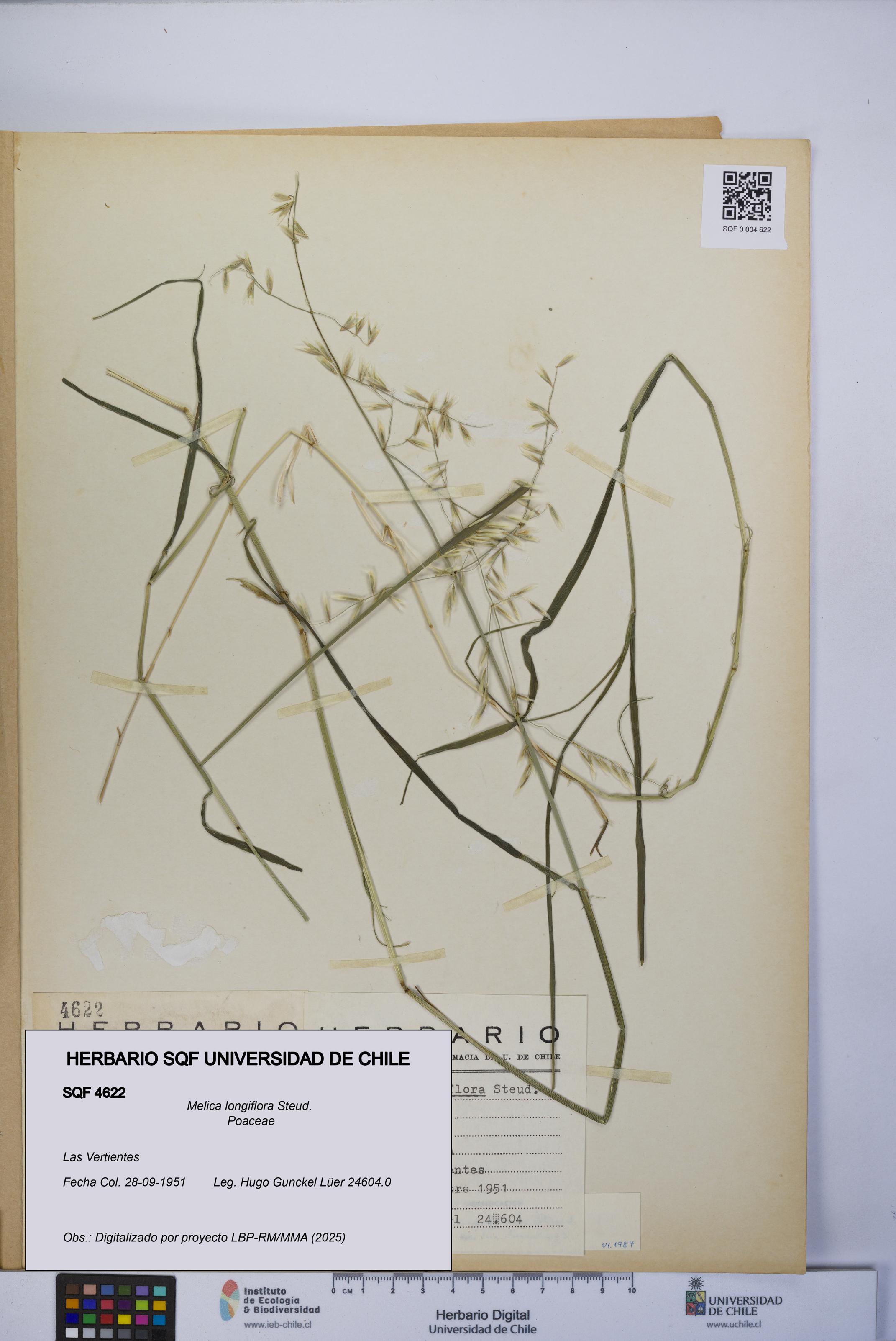 Melica longiflora [Espécimen: UCH:SQF:0004622]