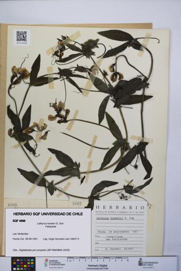 Lathyrus hookeri [Espécimen: UCH:SQF:0004668]