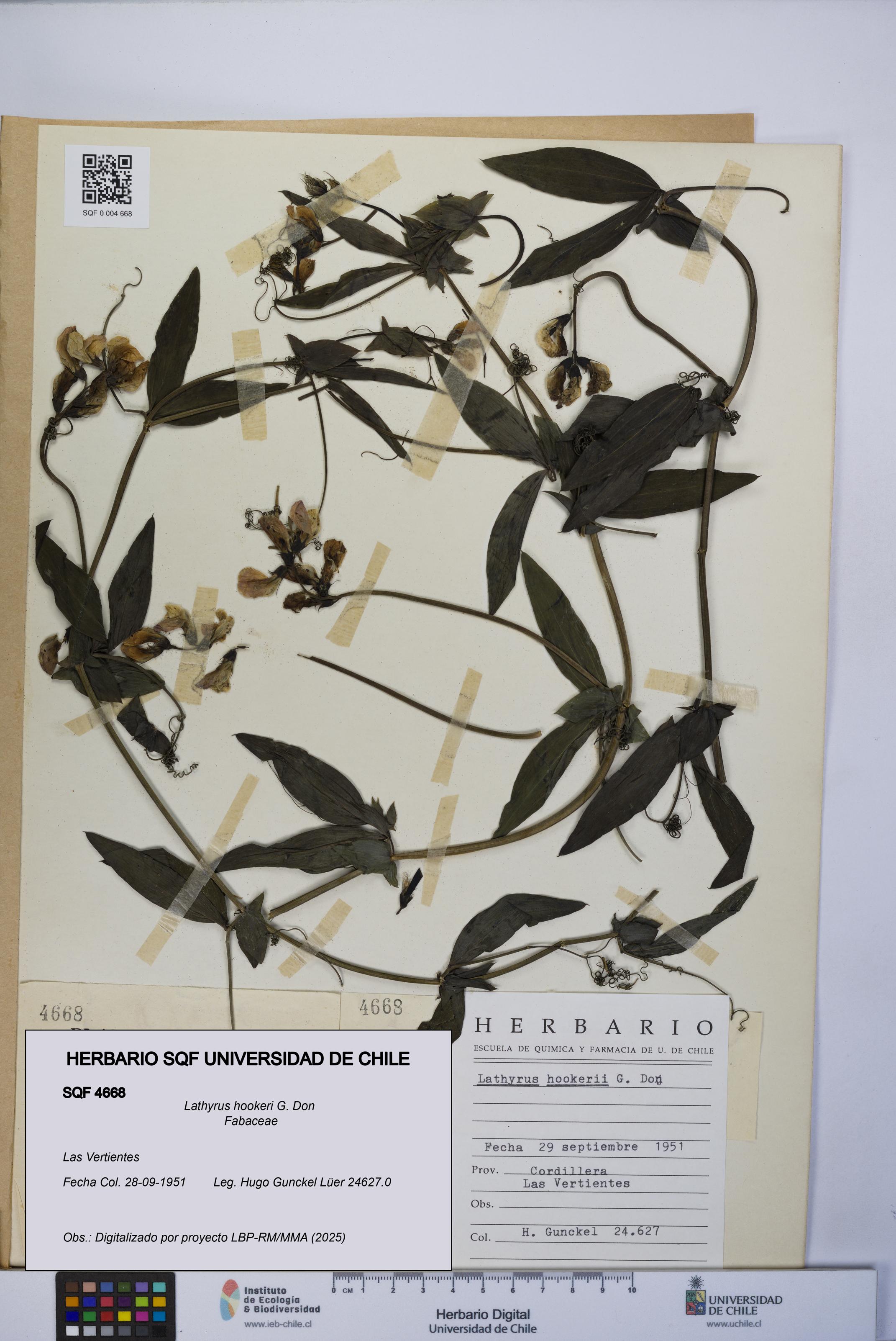 Lathyrus hookeri [Espécimen: UCH:SQF:0004668]