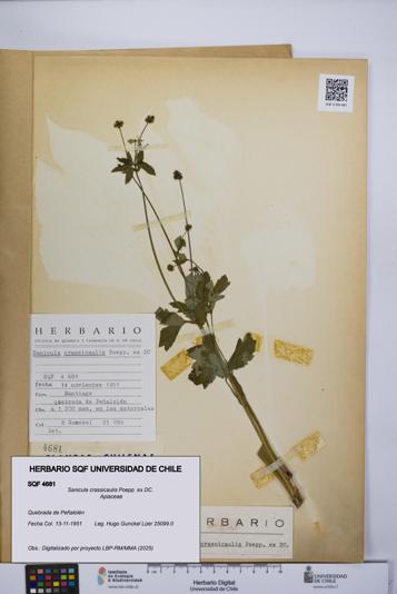 Sanicula crassicaulis [Espécimen: UCH:SQF:0004681]