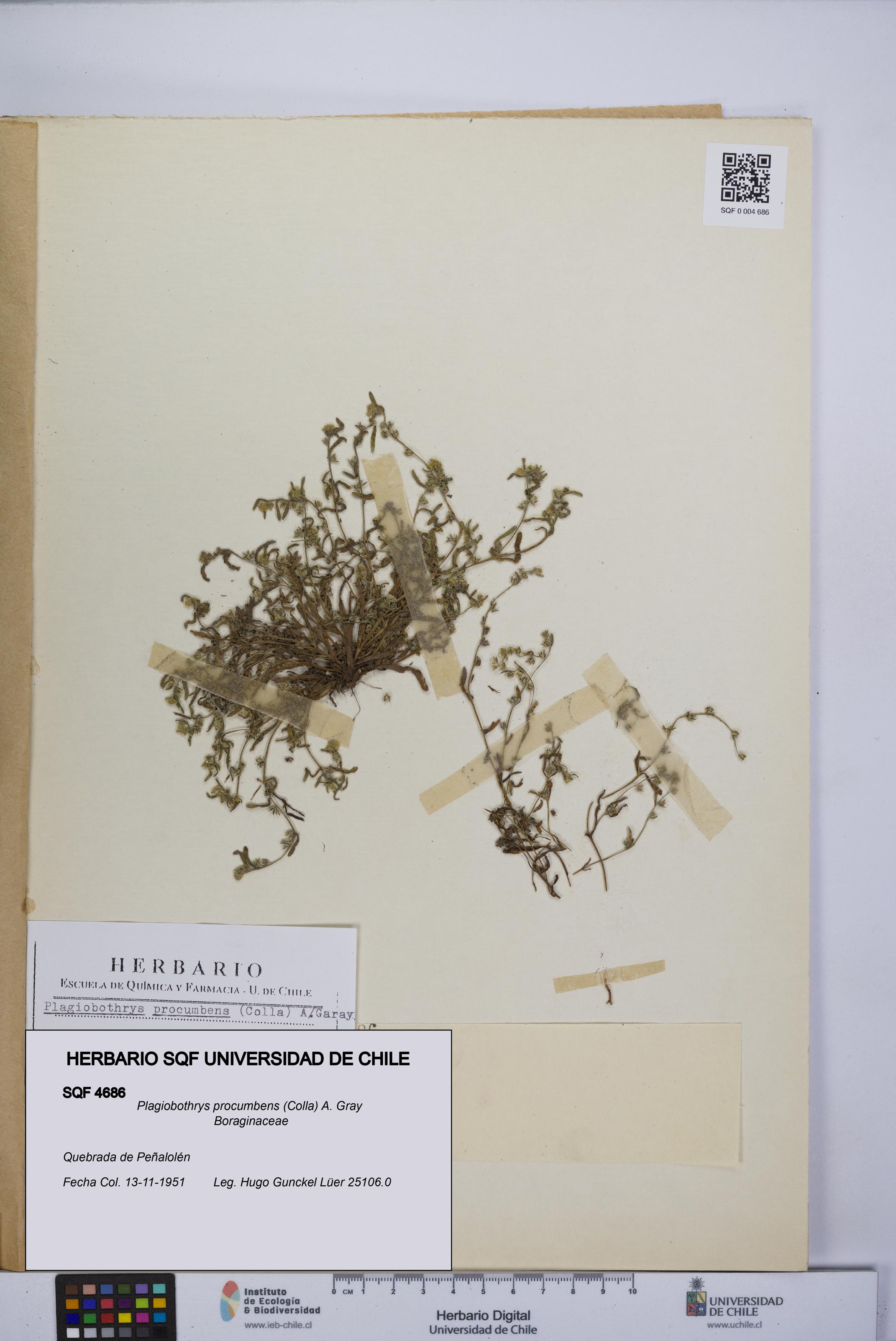 Plagiobothrys procumbens [Espécimen: UCH:SQF:0004686]